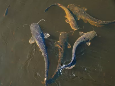 Agribisnis Perikanan Air Tawar