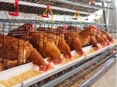 Agribisnis Ternak Unggas