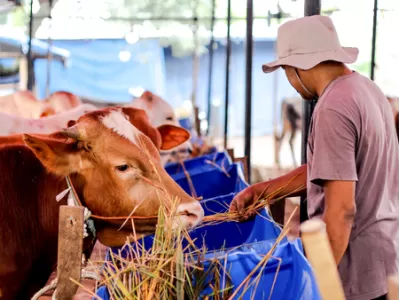 Agribisnis Ternak Ruminansia